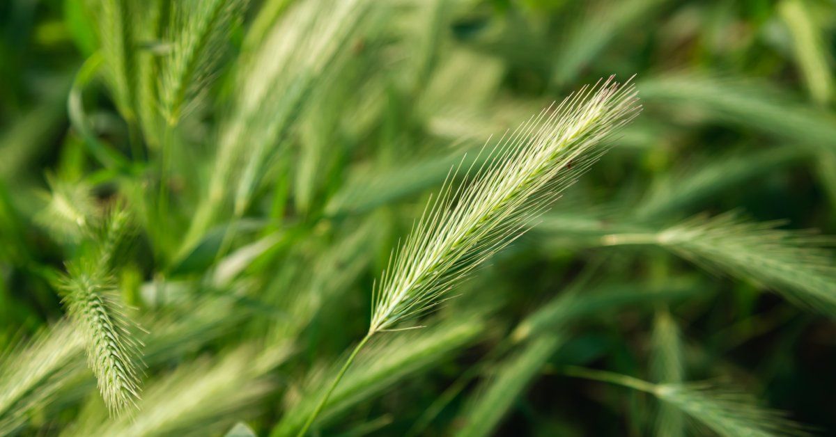 kuca na prodaju Bačka Topola, 121221m2 664737