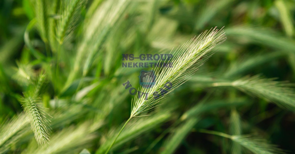 stan na prodaju Nova Pazova 57m2 555341